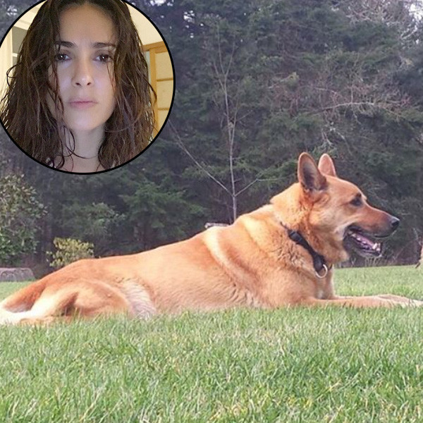 Salma Hayek Mourns the Death of Her Dog, Who Was Shot at Her Ranch