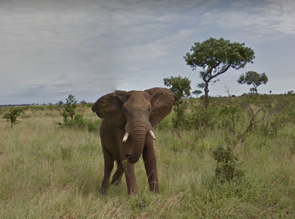 Google Street View, African Safari
