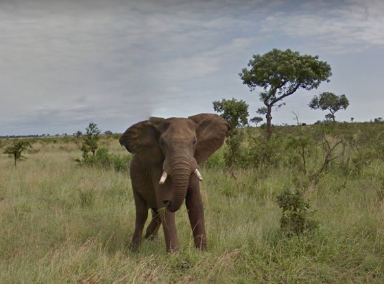 Let Google Street View Take You On A South African Safari