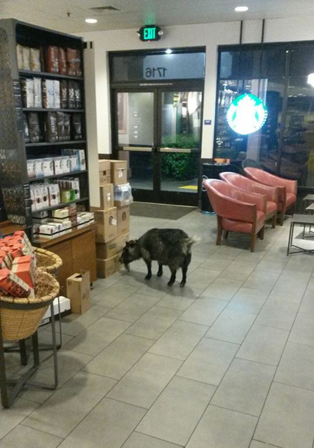 Starbucks Goat