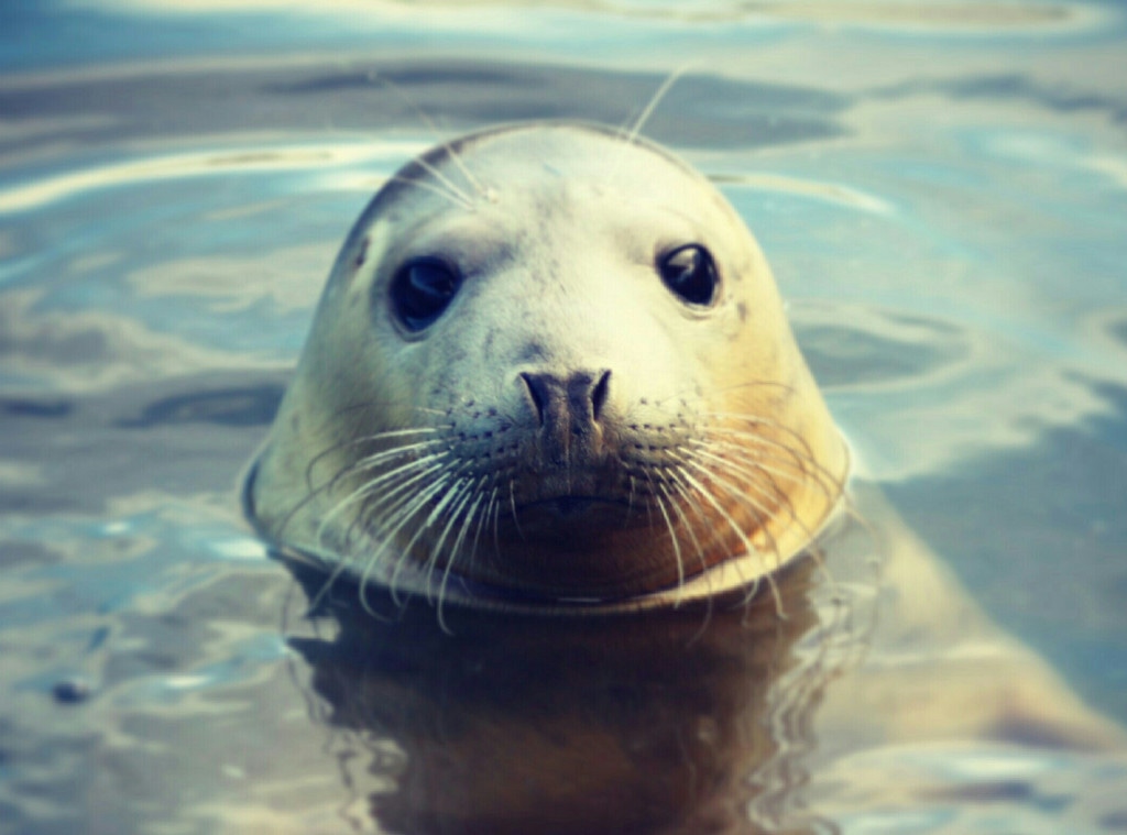 Seal Enya