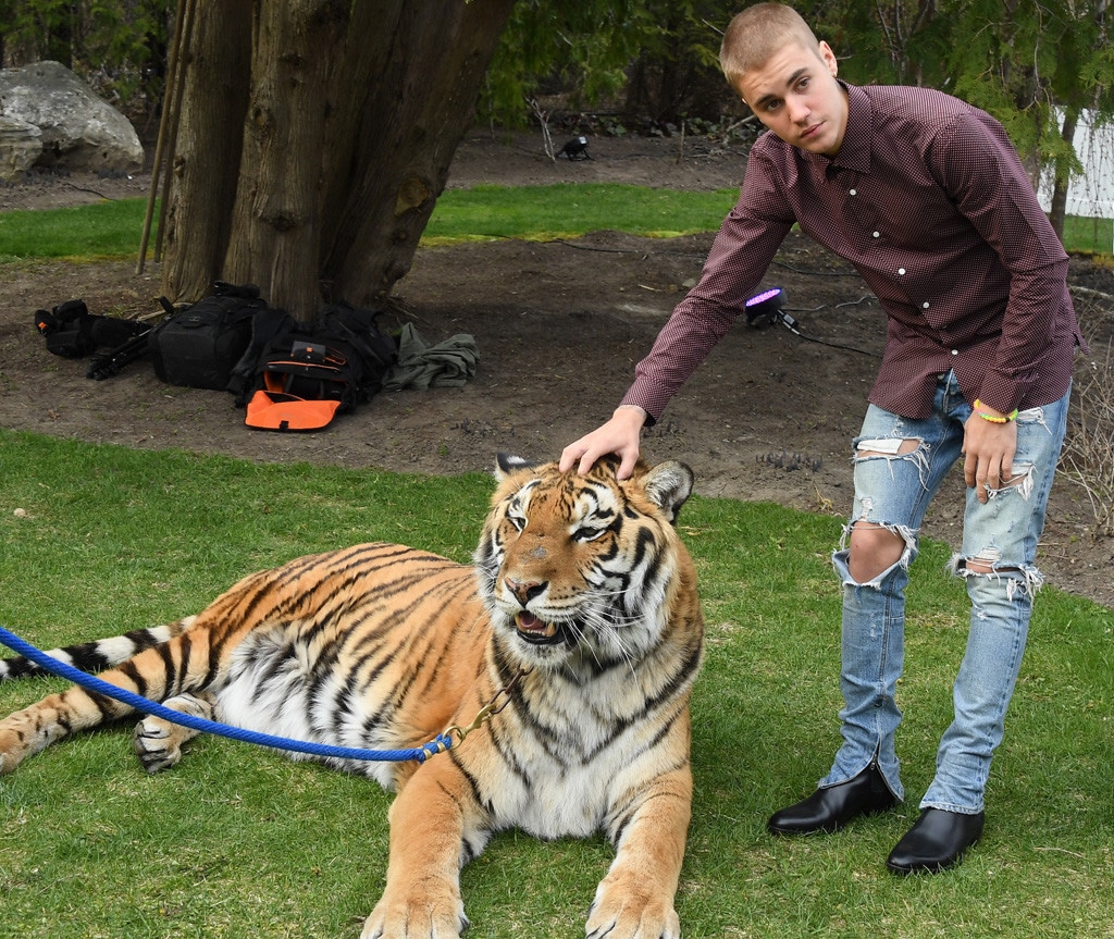 Justin Bieber, Tiger