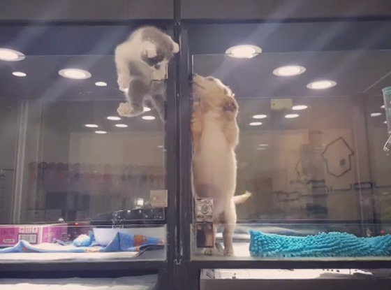 Kitten-Puppy jail break video, JoLinn Pet House