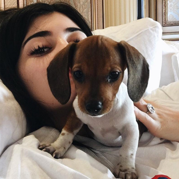 what breed is kylie jenners dog penny