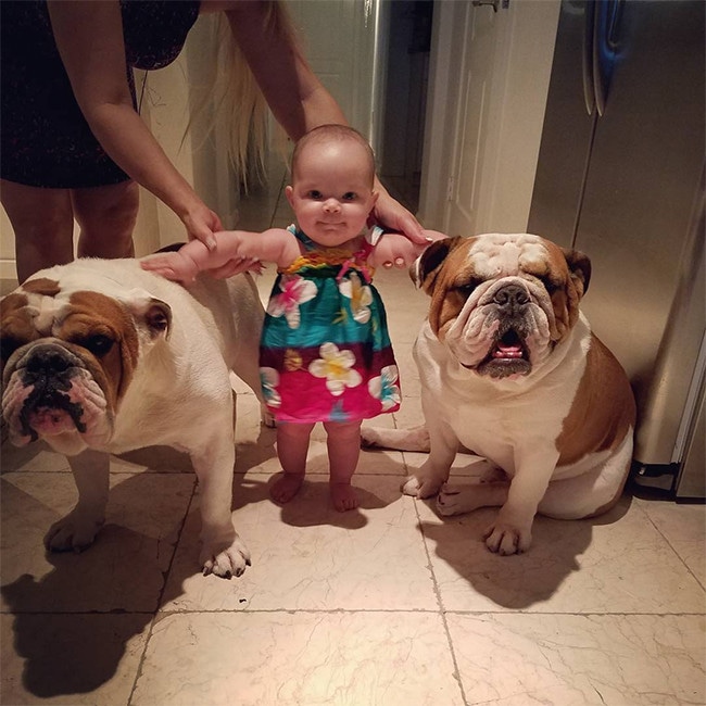 Baby Chanel, Dogs Spartacus and Maximus