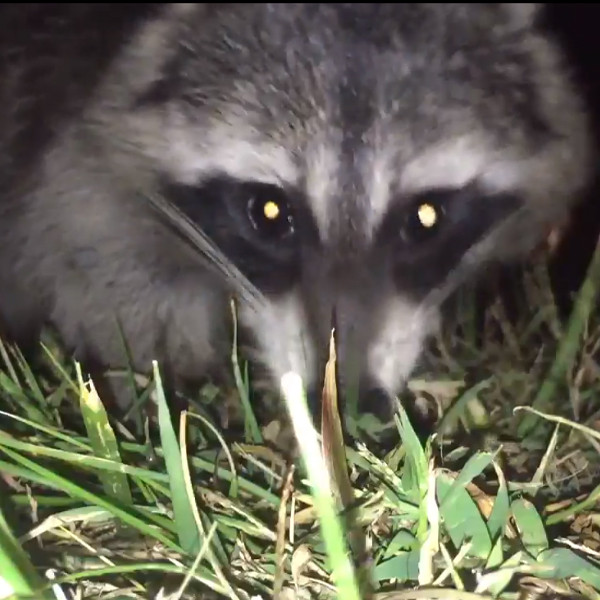 This Guy Chasing After a Raccoon That Stole His Phone Is All of Us E