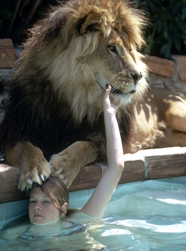 lion as a pet