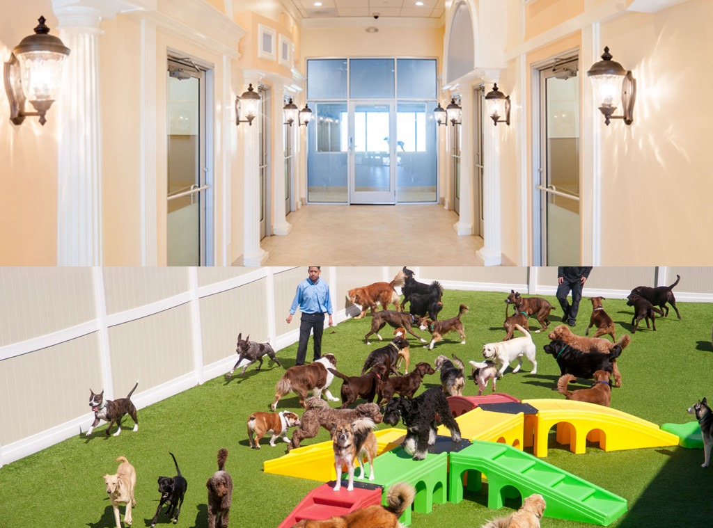 BowWow From Pawbars and Zen Centers to Royal Suites and Room Service