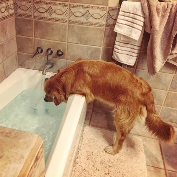 Brady the Golden Pup, Bathtub, Viral Video
