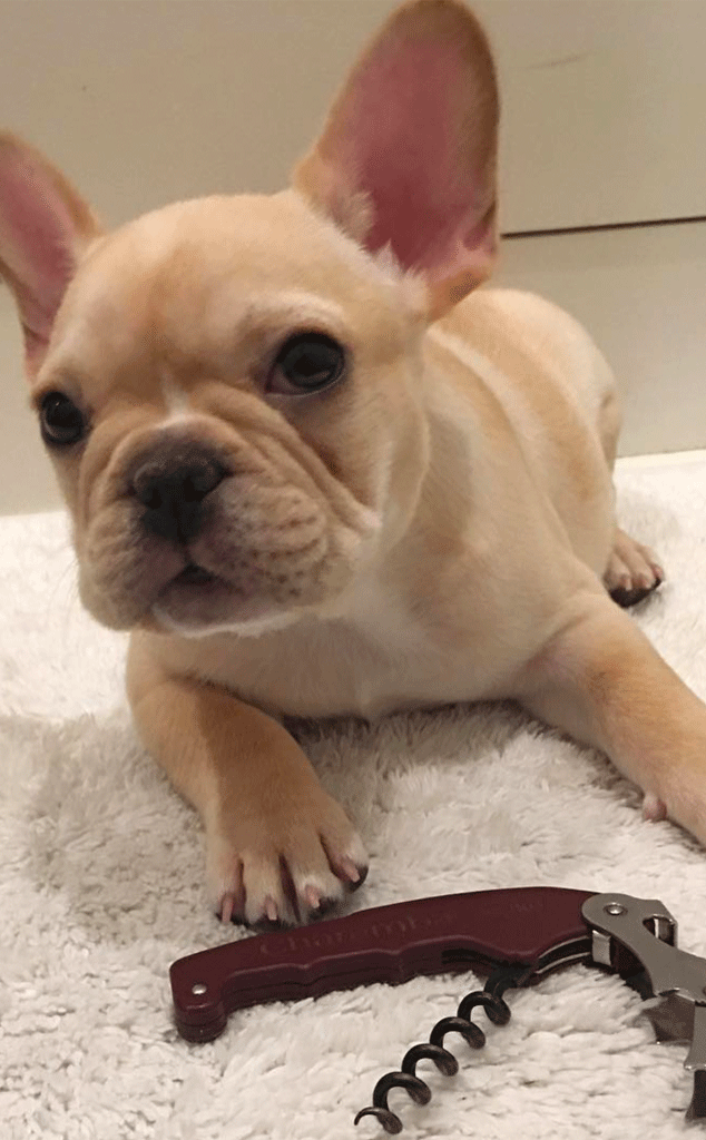 Golden frenchie best sale