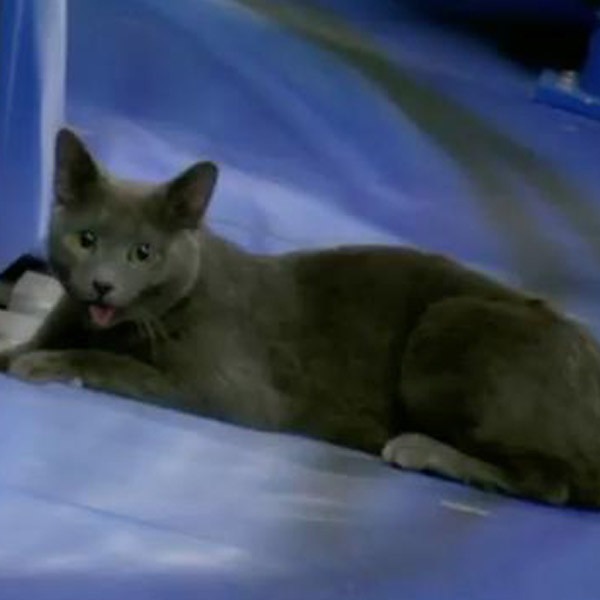 baseball cat is the miami marlins new