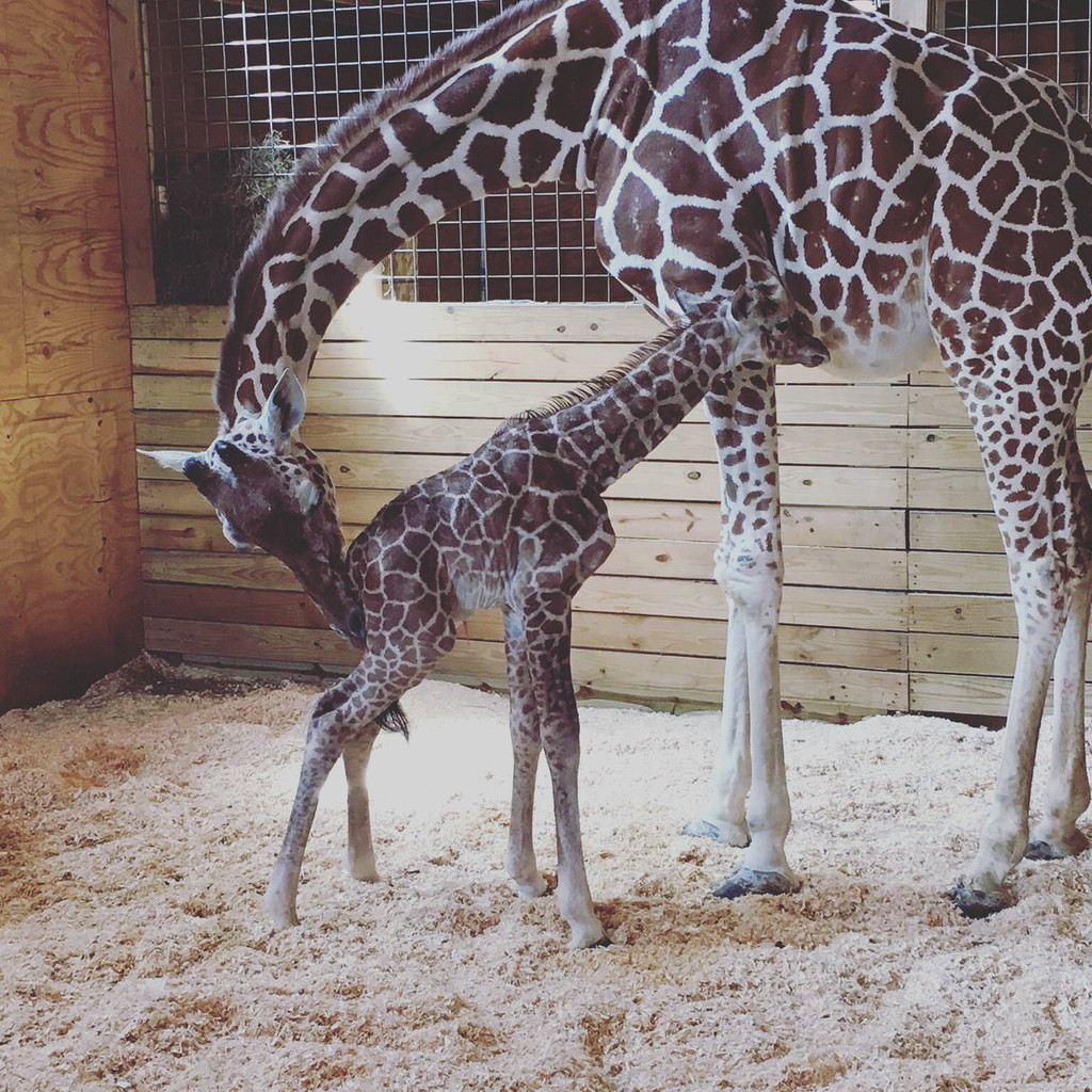 April The Giraffe S Newborn Calf S Sex Revealed E Online Ca