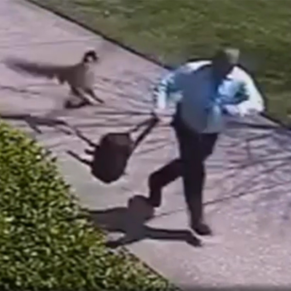 Watch This Goose Attack a Police Officer Over and Over Again E