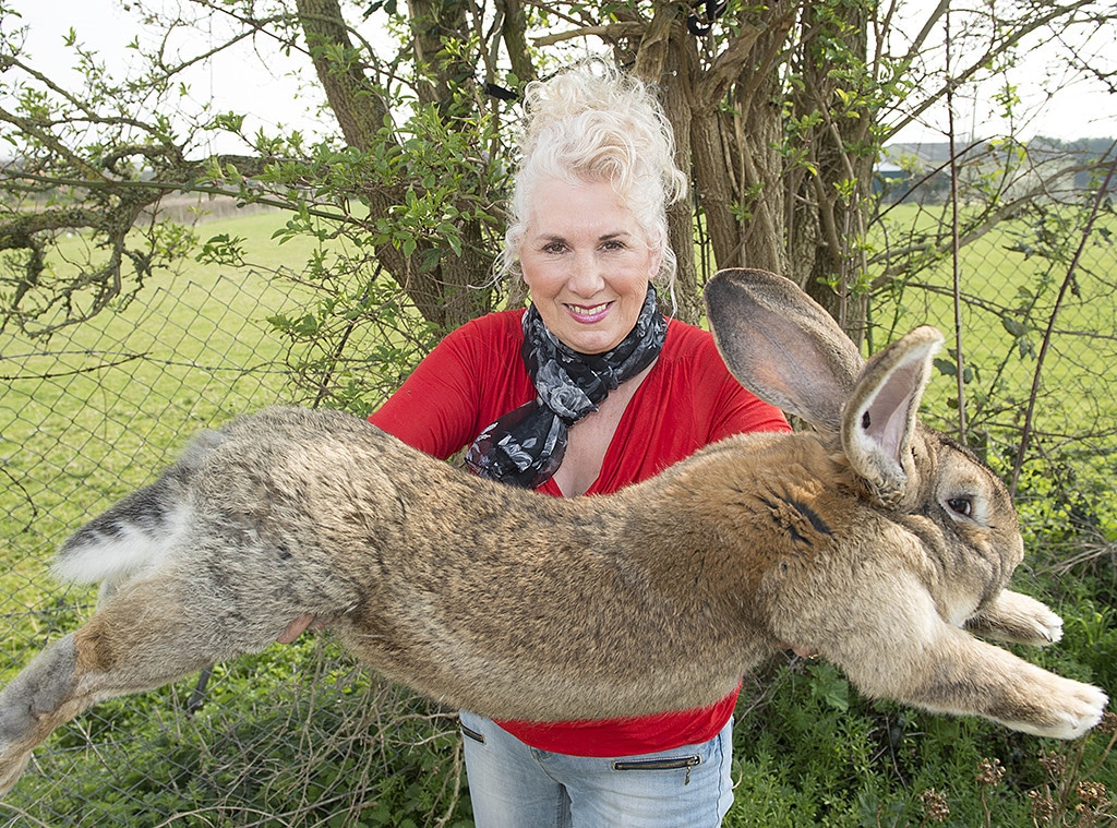 Annette Edwards, Giant Rabbit, Bunny