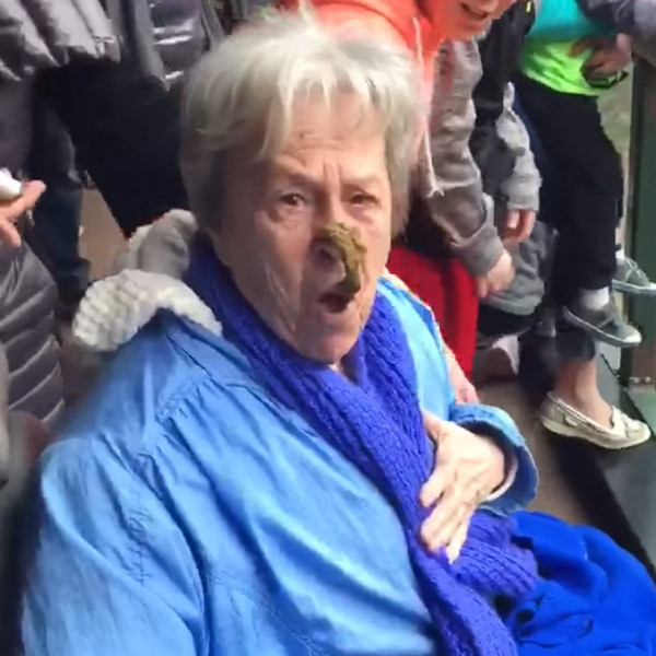 Chimpanzee Flings Poop at Grandma and Hits Her Right in the Nose