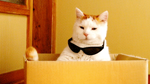 Cat gif
