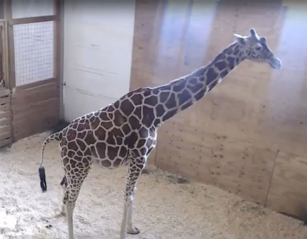 Is April the Giraffe's Pregnancy a Hoax? We Investigate... | E! News