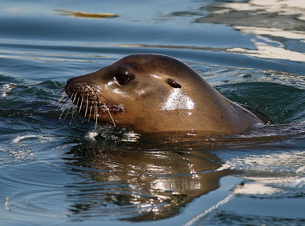 Sea Lion