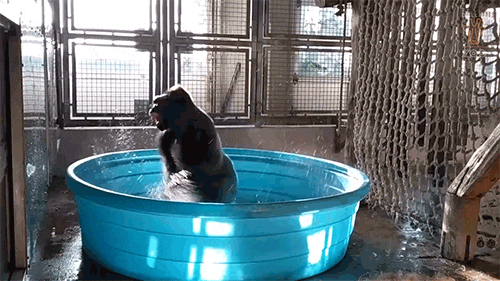 Gorilla Channels Flashdance And J Lo In Maniac Video E Online Gorilla Channels Flashdance And J Lo In Maniac Video E Online