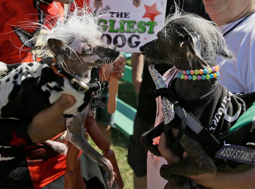 The New World's Ugliest Dog Has Just Been Crowned And Her Name Is