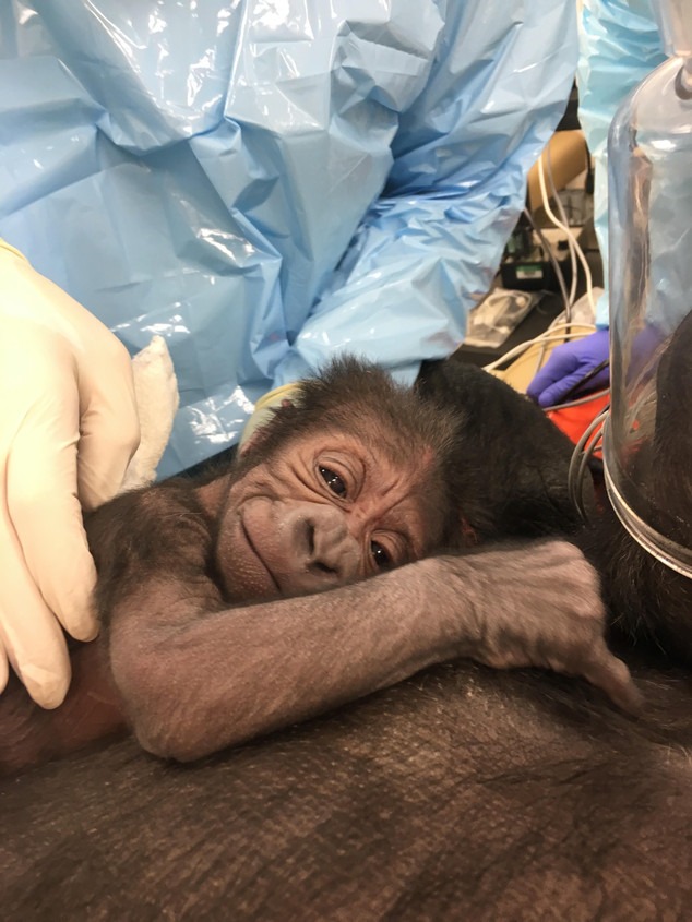 Philadelphia Zoo Gorilla Birth