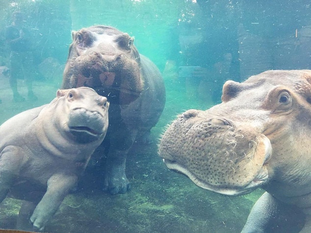 Lets Introduce Pops From Fiona The Hippo A Love Story E News