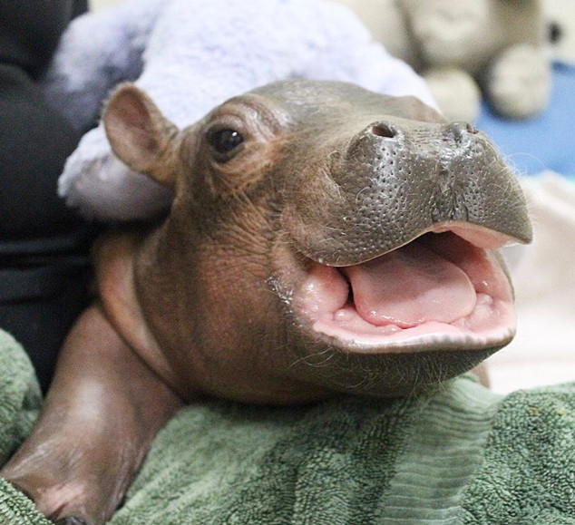 Photos From Fiona The Hippo A Love Story