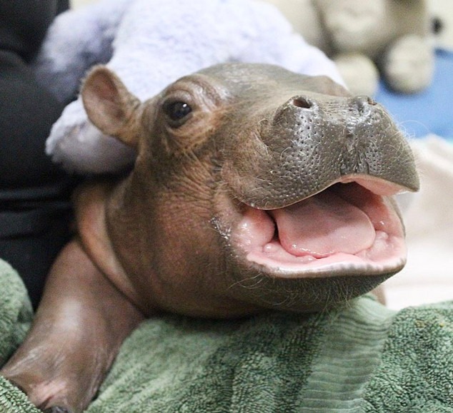 Fiona the Hippo Is Six Months! A Timeline of Her Biggest Milestones and