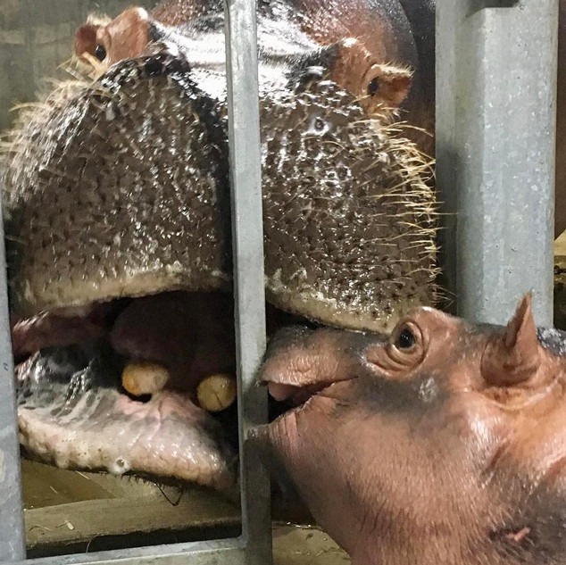 Fiona the Hippo Is Six Months! A Timeline of Her Biggest Milestones E