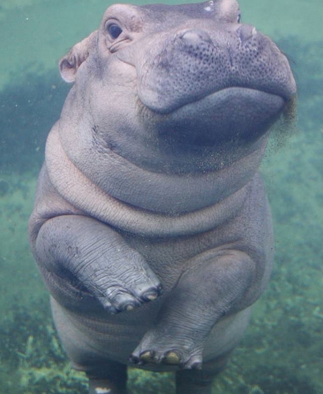 Hungry, Hungry Hippo from Fiona the Hippo A Love Story E! News