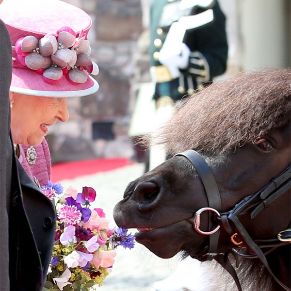 Queen Elizabeth, Pony