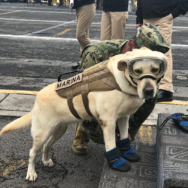 Frida, Mexican Rescue Dog