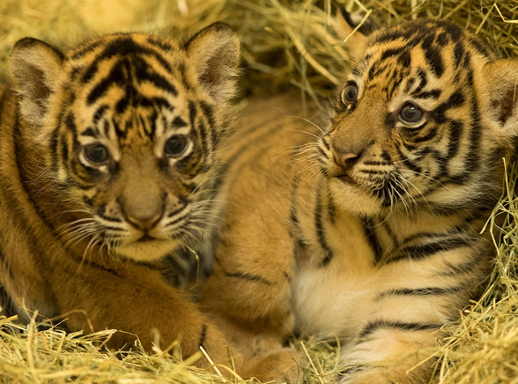 Baby Tigers, Disney's Animal Kingdom