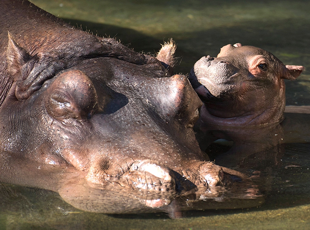 Nile Hippopotamus