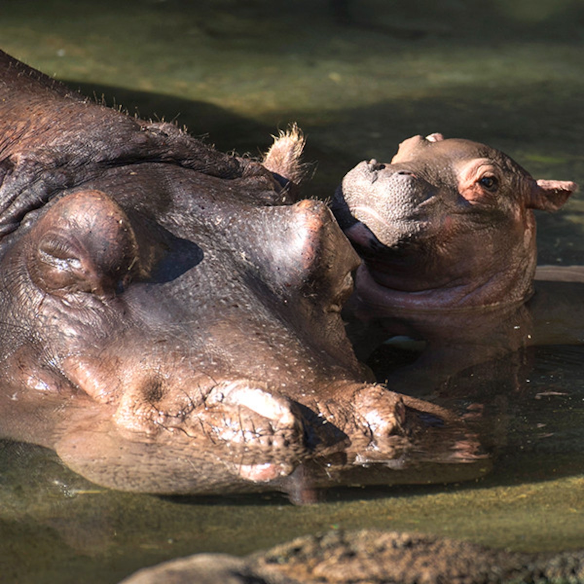 Uh-Oh, Fiona! Baby Hippo Born at Disney World's Animal Kingdom - E! Online