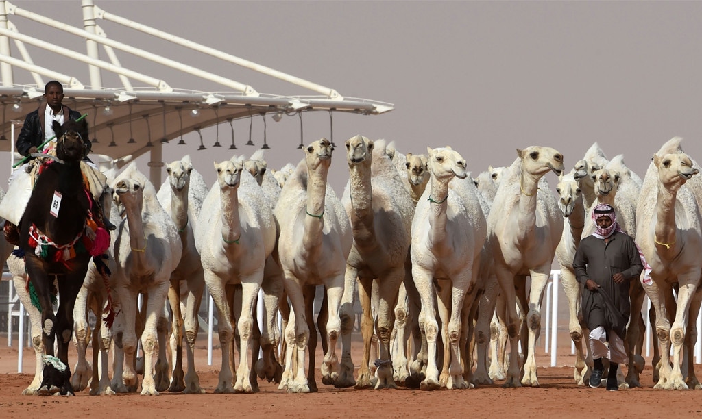 King Abdulaziz Camel Festival