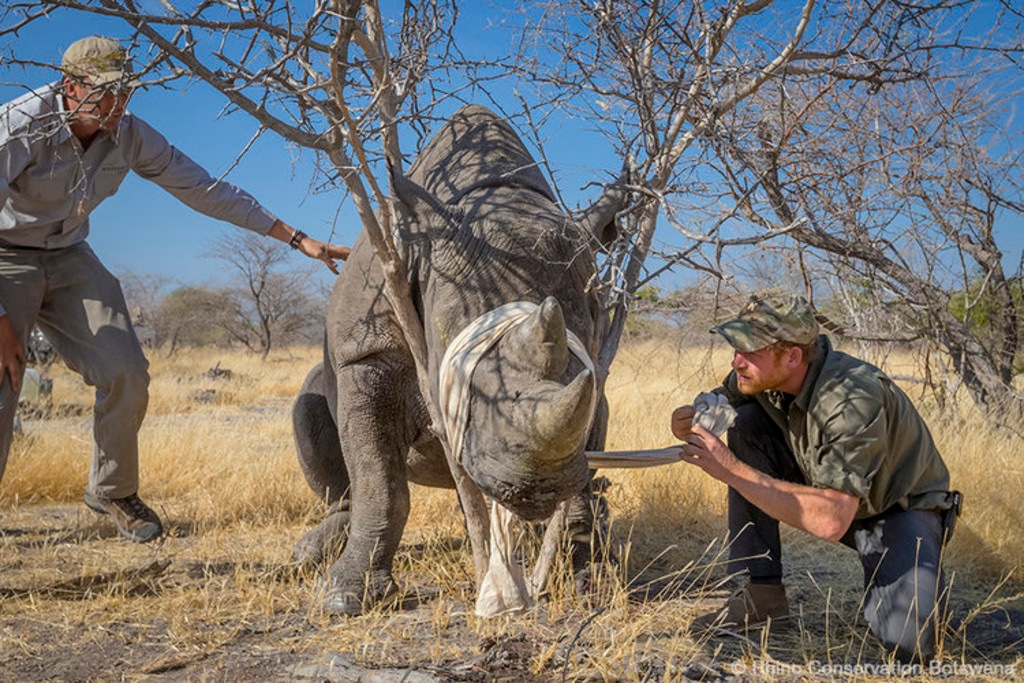 Prince Harry, Botswana