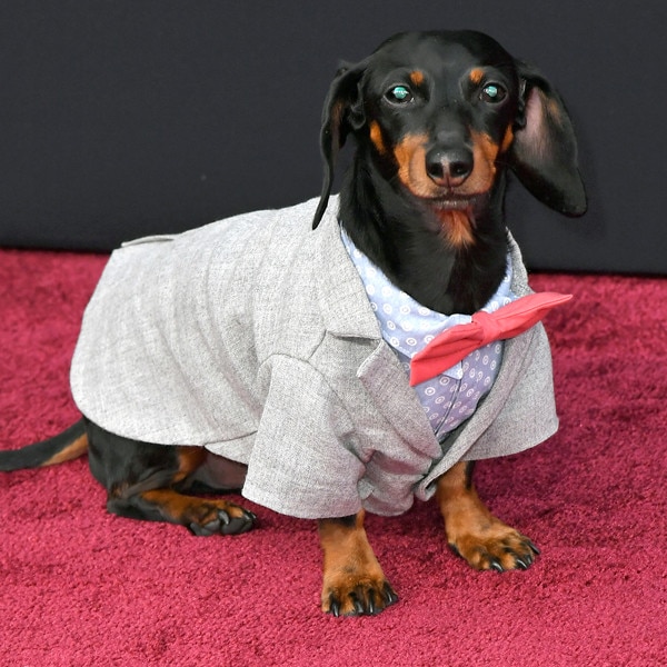 So Sweet Crusoe the Celebrity DachshuId Is Your PCAs Animal Star