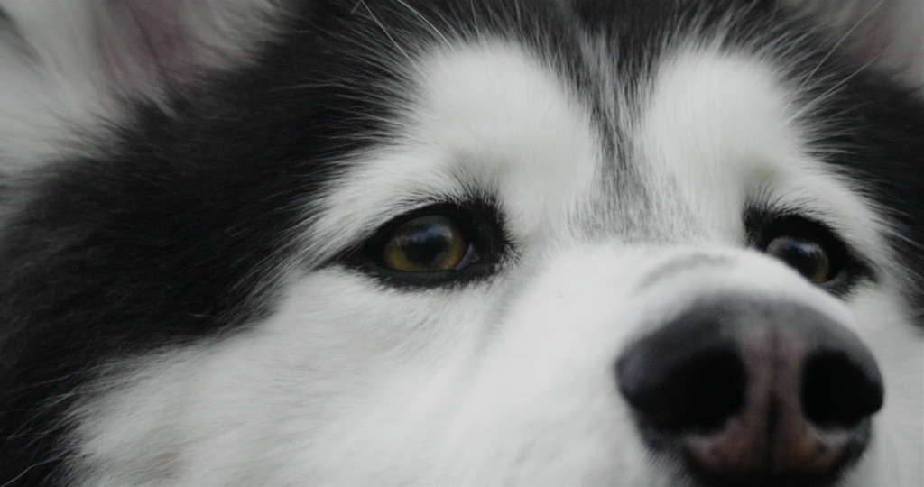 2. Bravo, Zeus from Your Guide to Netflix�s Dogs E! News