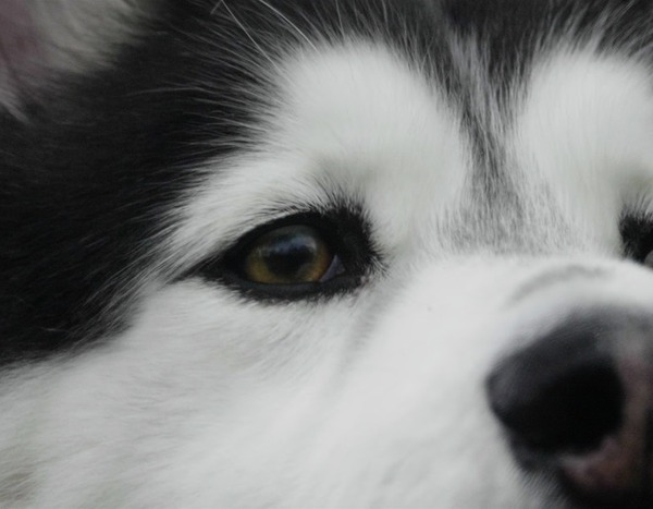 2. Bravo, Zeus from Your Guide to Netflix�s Dogs E! News 2. Bravo, Zeus from Your Guide to Netflix�s Dogs E! News