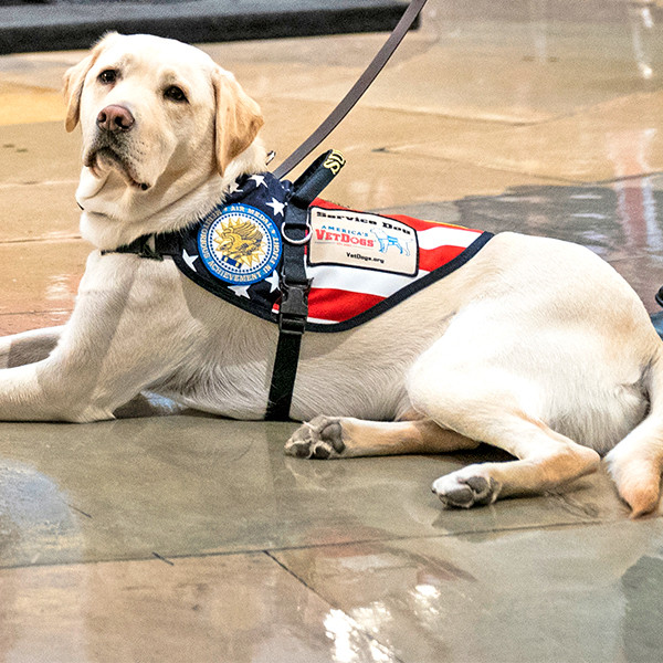 America's VetDogs offer free service dogs to our military and