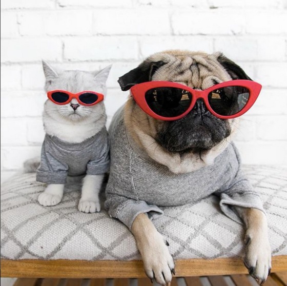 doug the pug, fiona the feline