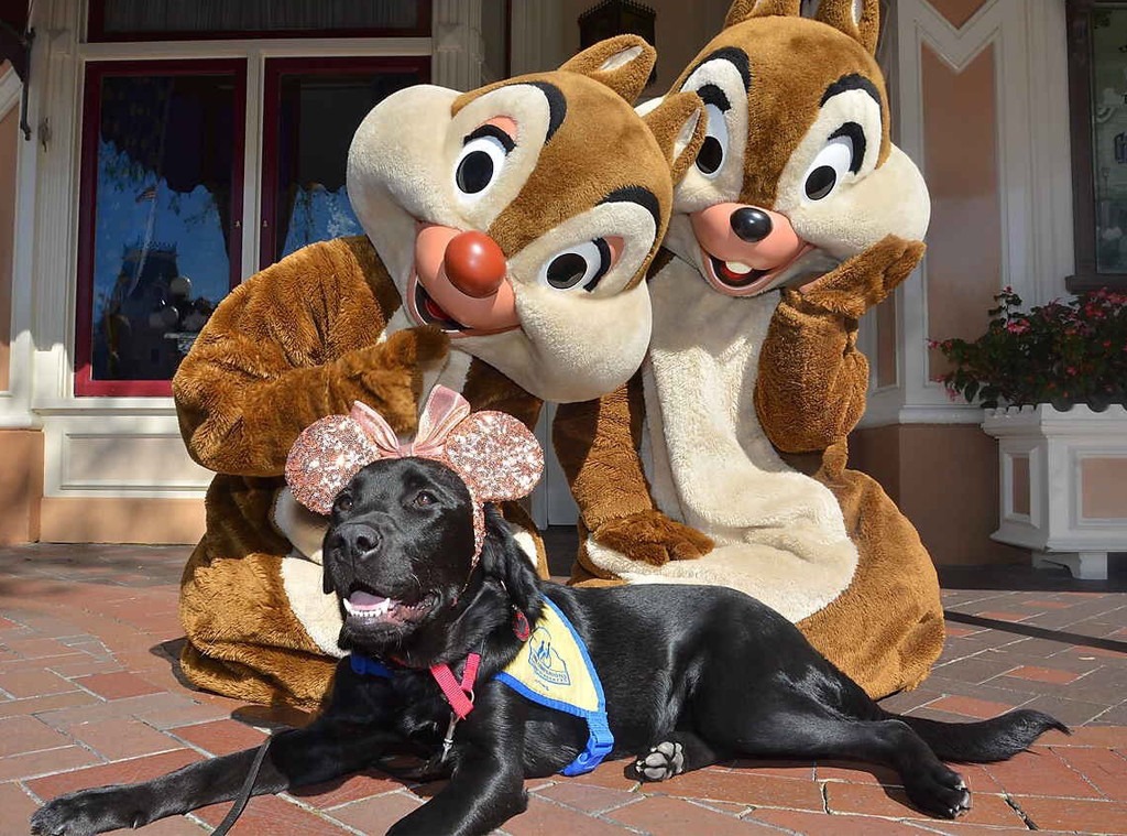 These Service Dogs Had the Best Time Ever at Disneyland E! News