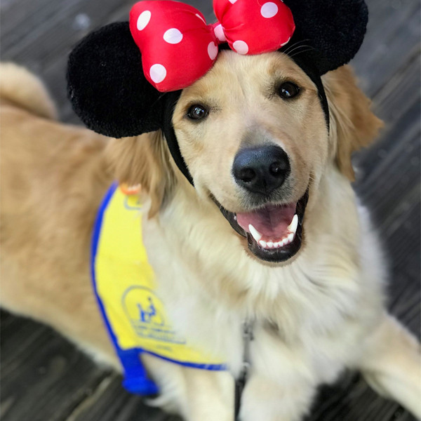 These Service Dogs Had the Best Time Ever at Disneyland E! Online UK