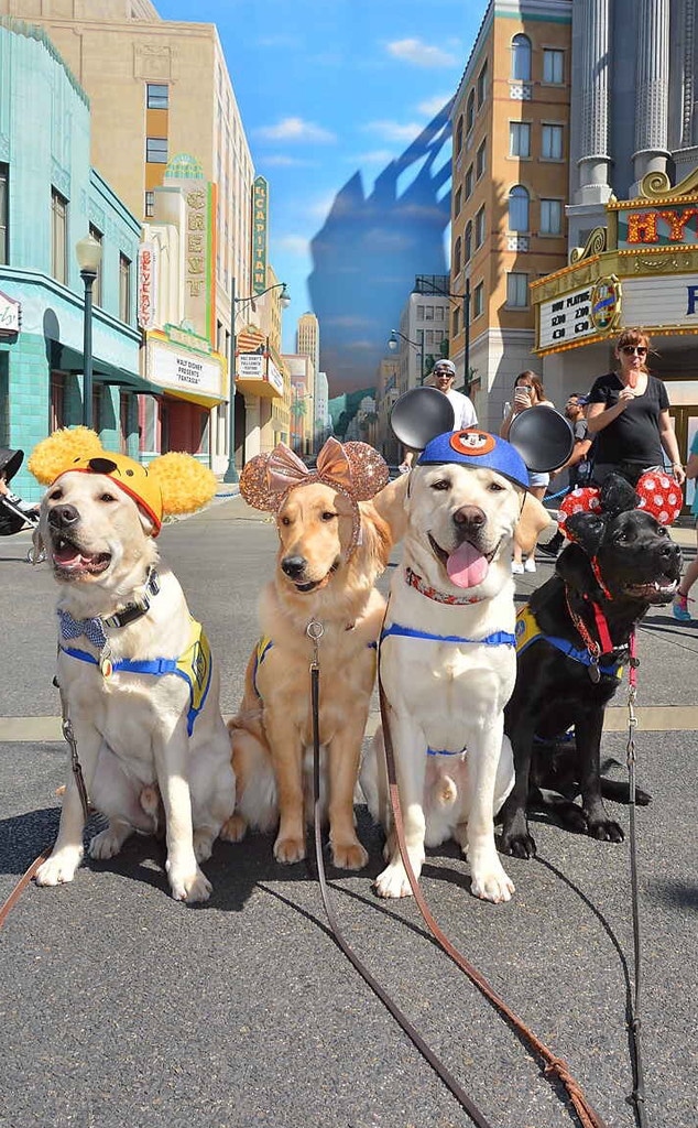 Canine Companions, Disneyland