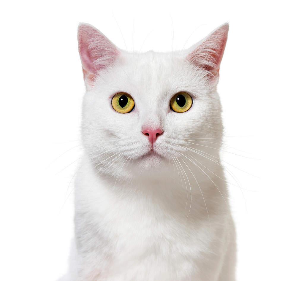 White Cat