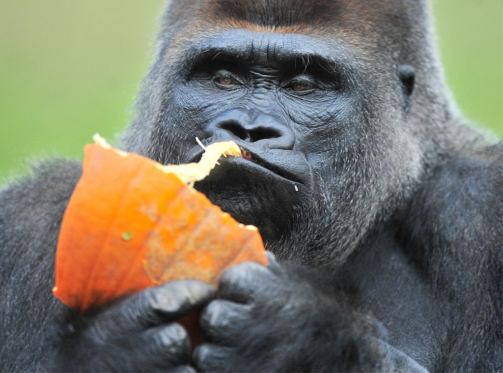 Koko The Gorilla, Koko