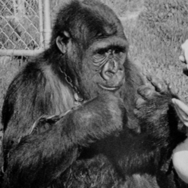 koko the gorilla koko the gorilla