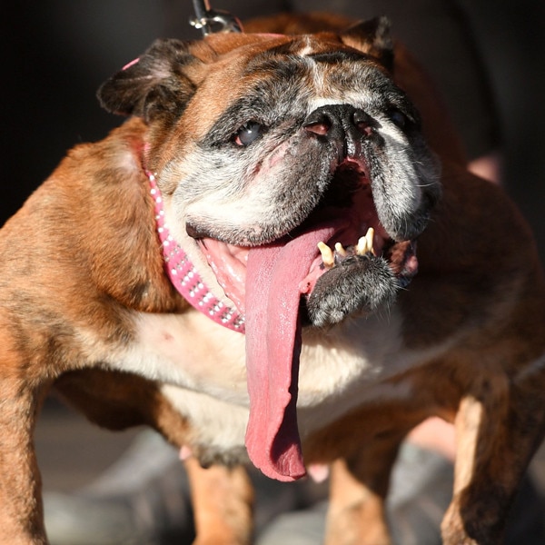 World's ugliest dog hot sale 2018