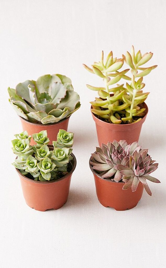 Half Moon Planter From 14 House Plants That Are Basically Impossible Half Moon Planter From 14 House Plants That Are Basically Impossible To Kill E News